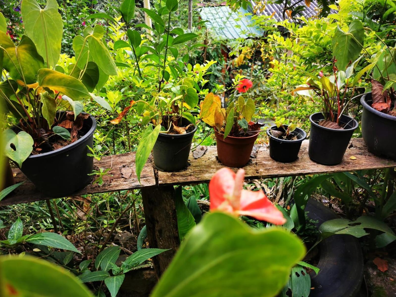 Cozy Homestay Waterfall Road エッラ エクステリア 写真